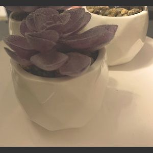Gorgeous Authentic Succulents*artificial glass holder